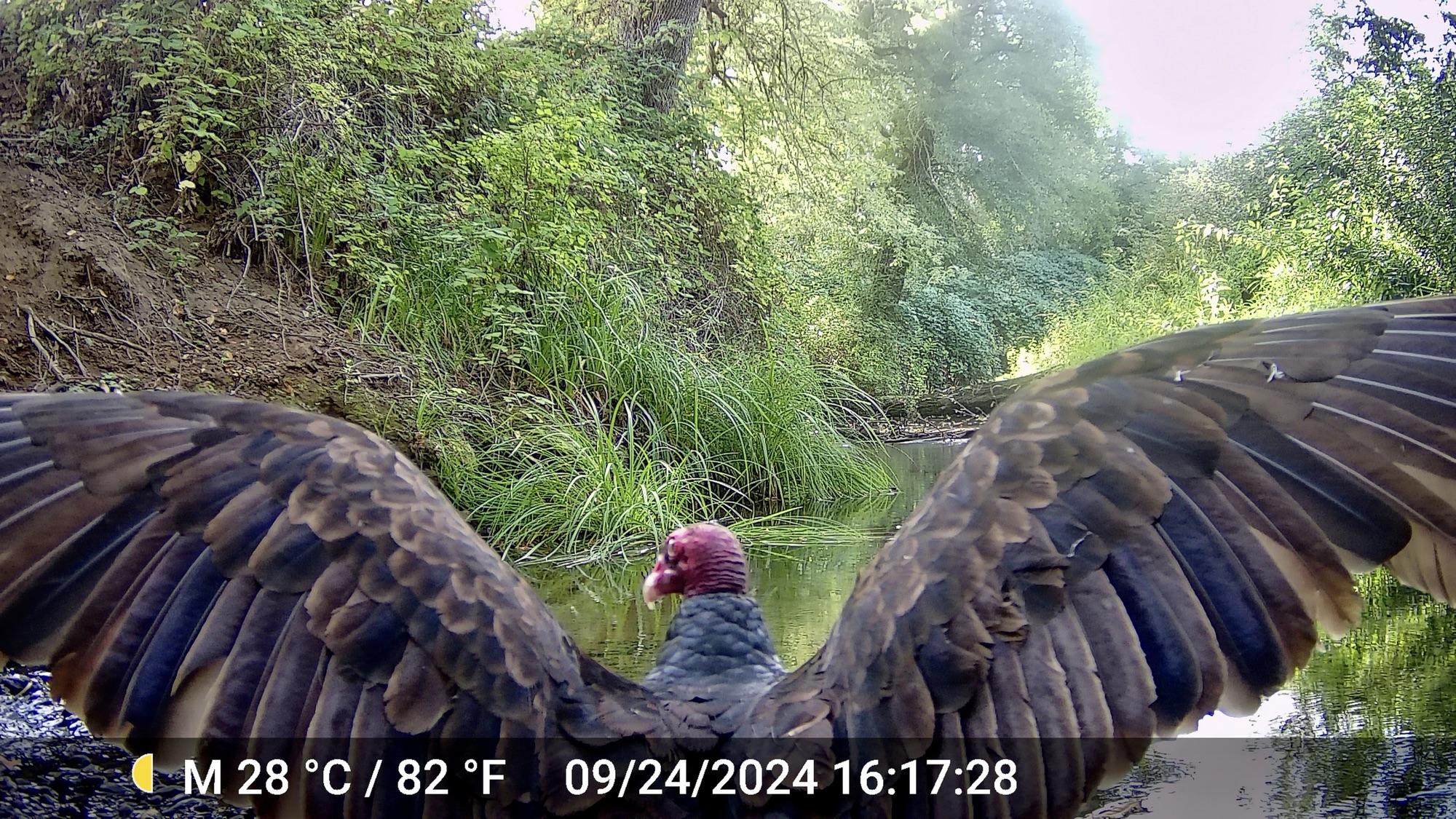 Predators Farm In Praise of Predators! Harmony Farm Wildlife Density and Distribution ...